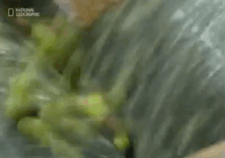 GIF č. 1015405